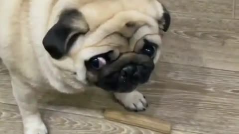 This pug will protect his treat at all costs