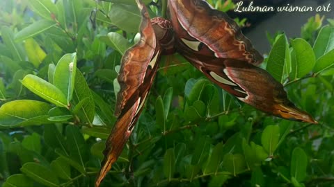 The discovery of a giant butterfly or elephant butterfly that is already rare 8