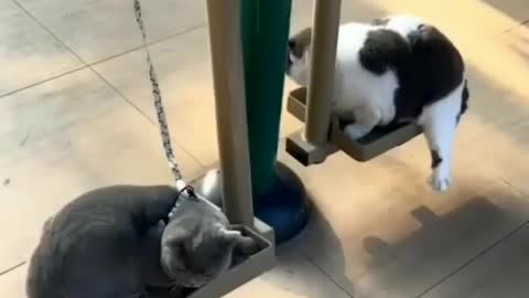 Funny Animals | Cat and Dogs Video 2022