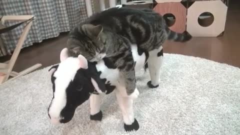 cat playing with cows