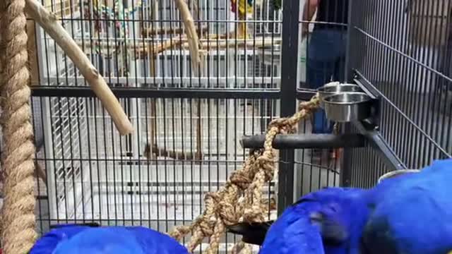 hyacinthmacaw