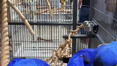 hyacinthmacaw