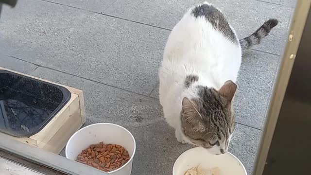 A street cat that eats in hunger.