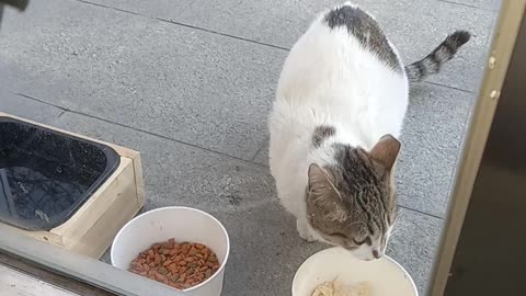 A street cat that eats in hunger.