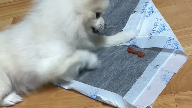 A puppy that can't eat