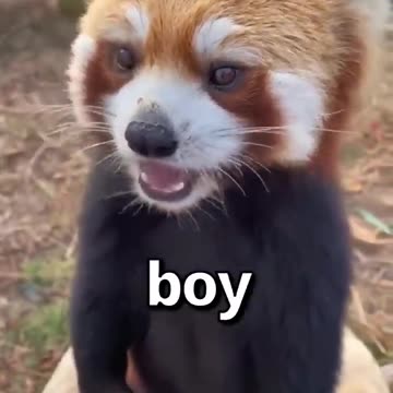 Cute animals in the world 😱😱