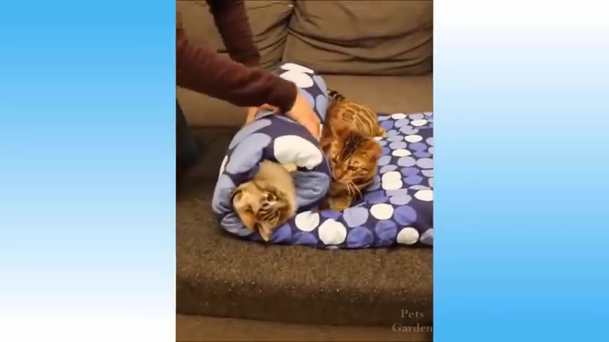 Funny and cute cat video compilation