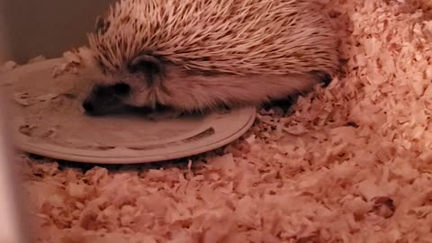 Harley the hedgehog taking a dust bath