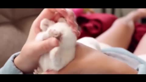 Dazed sleeping bunny