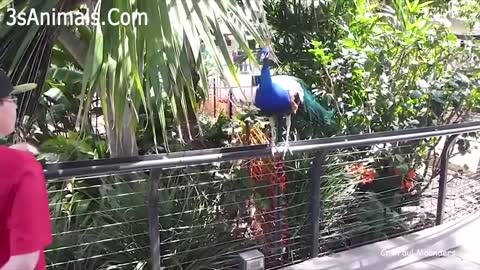 Animal Blunders and Bloopers!! SO FUNNY!!