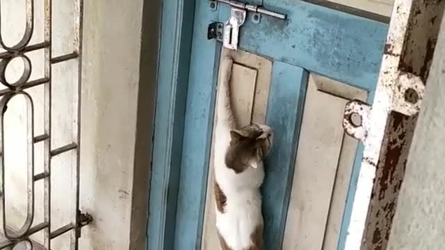 Cute Cat Bell in the Home