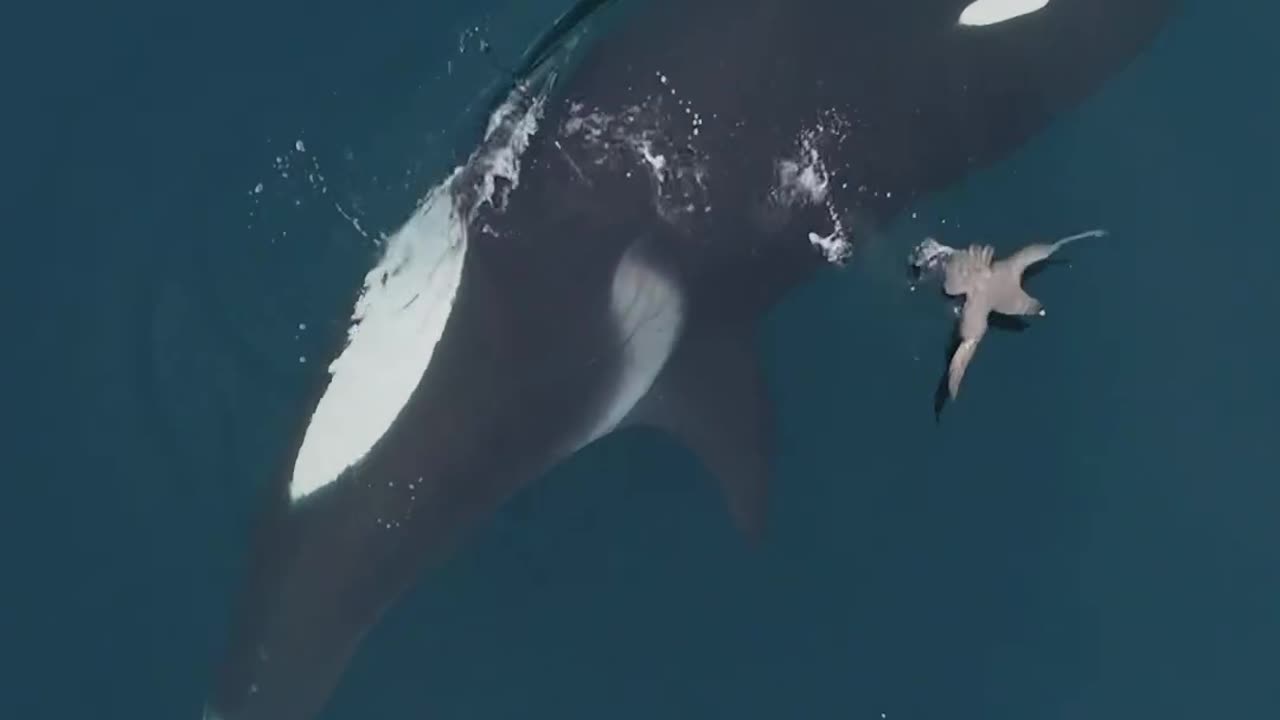 #killer #whale #killerwhales #nature #sea