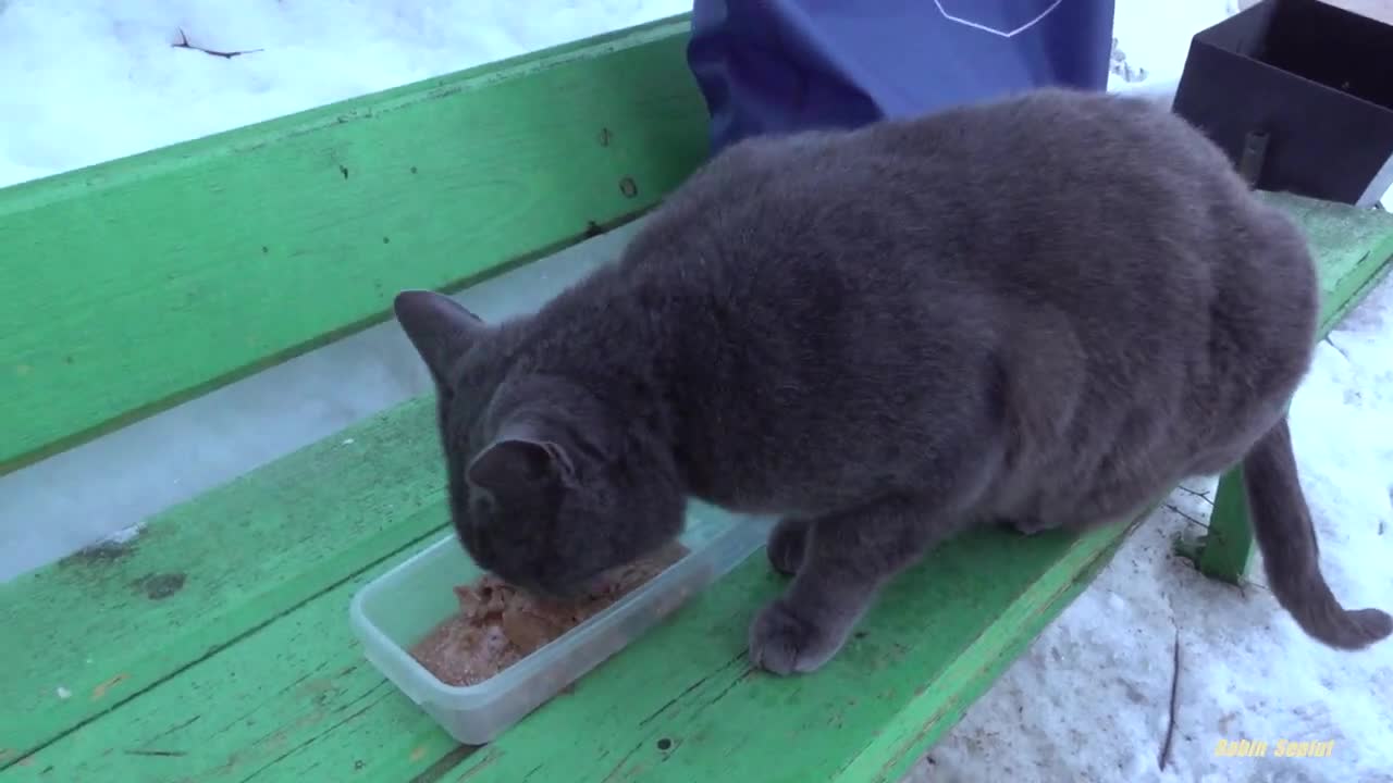 Cute cat meowing because he is lonely