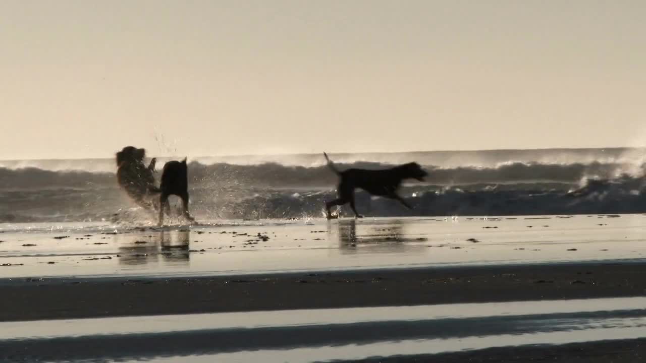 Happy Dogs At The Beach Running Full Speed