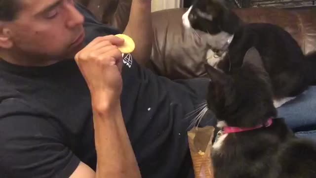 Fighting for the tuna