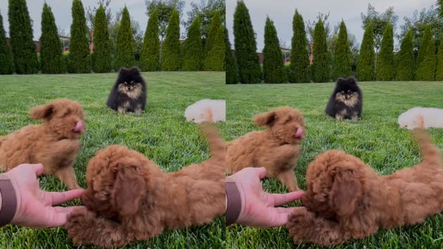 Two Brown & Black Dogs Searching for Something and Playing with Each Other