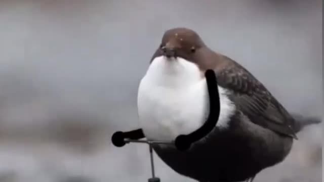 Passarinho pegando bote para atravessar rio