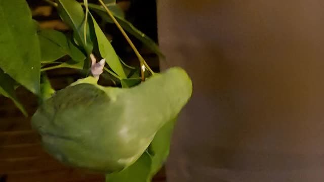 Mickey trying to climb a tree !