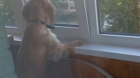 Dog looks out the window for its owner