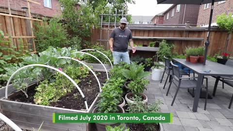 Urban gardening: Growing Food in Limited Spaces in Cities