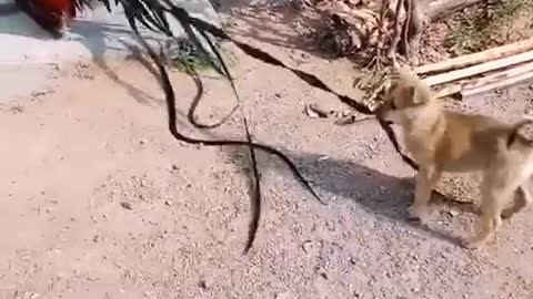 Long hairs of Peacock