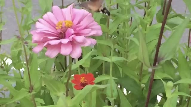 Spring flew swiftly by, and summer followed(ft.Macroglossum stellatarum)