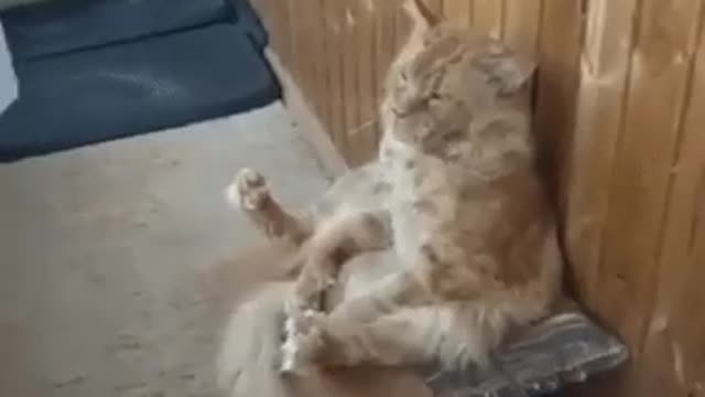 The cat was tired and decided to rest, the cat's halt. Video