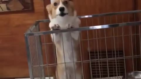 Dog is dancing.