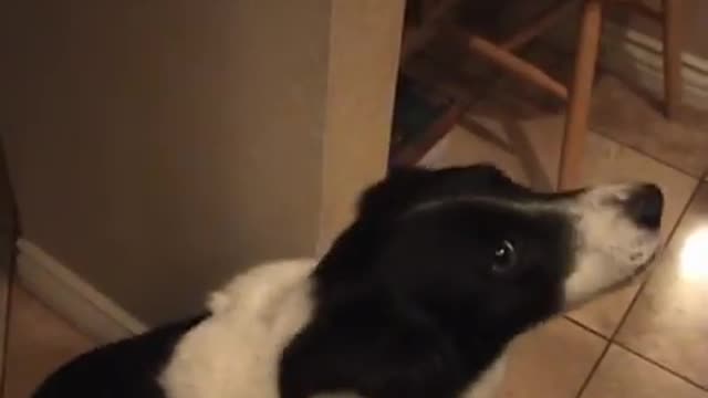 My talking border collie Dog - learning to say -hello-!