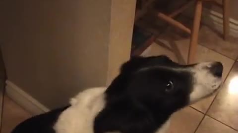 My talking border collie Dog - learning to say -hello-!