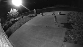 Deer Again (Part 1)