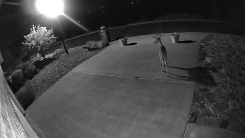 Deer Again (Part 1)