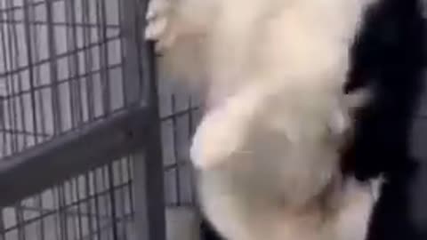 Funny dogs compilation!