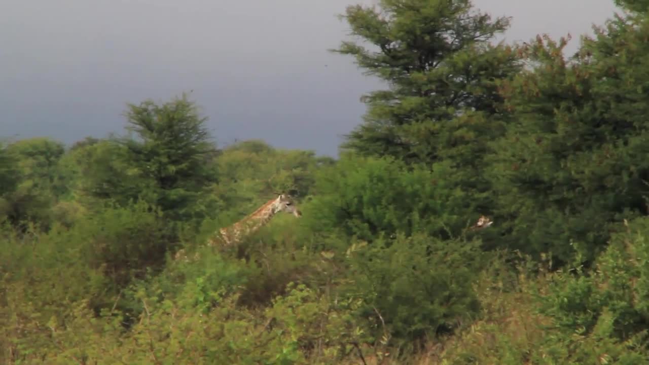 Giraffes eating leafs