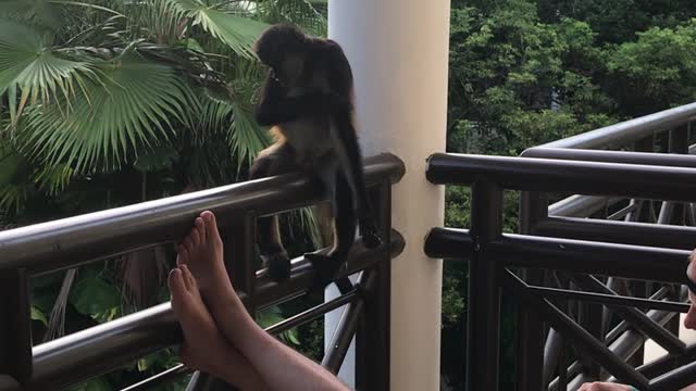 Spider Monkeys in Xcaret