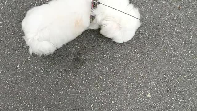 A puppy that keeps rubbing some black spot.