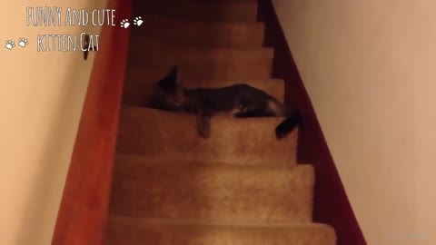 Cat Fails 😹 Funniest Cats Falling Down 😿 Stairs Compilation