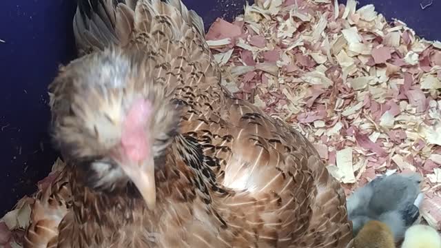 Baby Chicks With Momma Hen