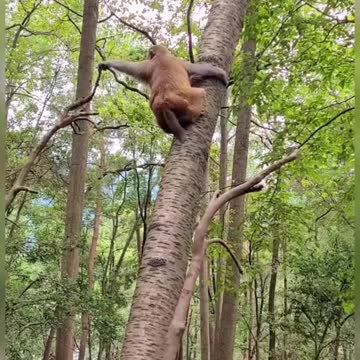 Monkey jumping on the tree