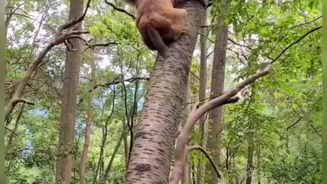 Monkey jumping on the tree