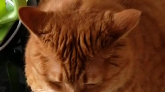 FunnyCatsToday,Funny Fat Cat You Might Never See Before, part18