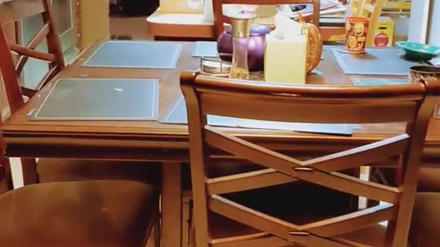 Australian Shepherd Runs Away After Getting Caught on the Dining Room Table