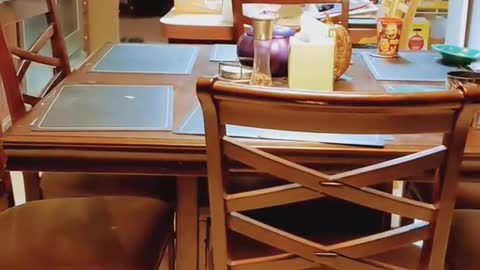 Australian Shepherd Runs Away After Getting Caught on the Dining Room Table