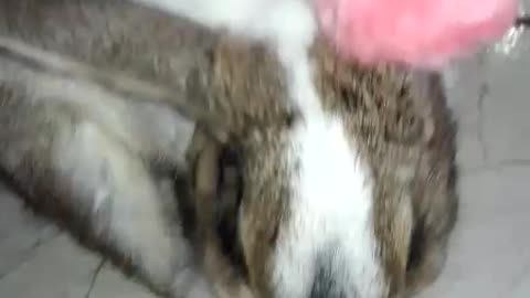 My bunny just not like to dress up