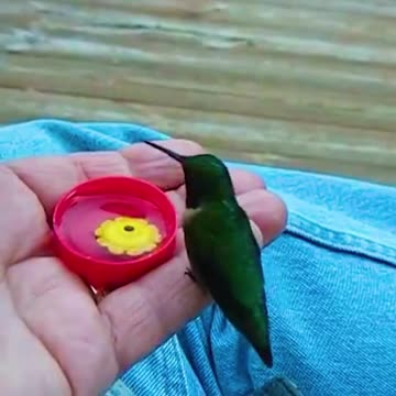 It's a joy to watch! ❤️ The hummingbird is really swift, and it's a sight to behold.