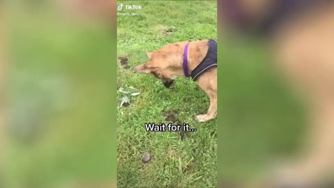 Funniest dogs videos 2021 🐶 Cute Pets Reactions | Compilation #3