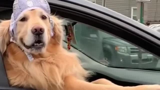 Dog Funny