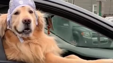 Dog Funny
