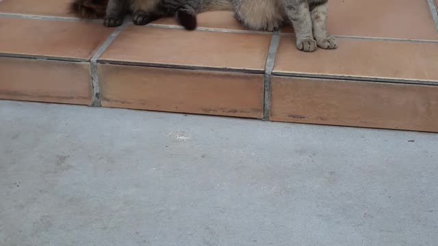 Dos Gatos Más Uno
