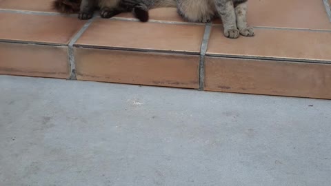 Dos Gatos Más Uno